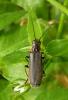 Cantharis pulicaria